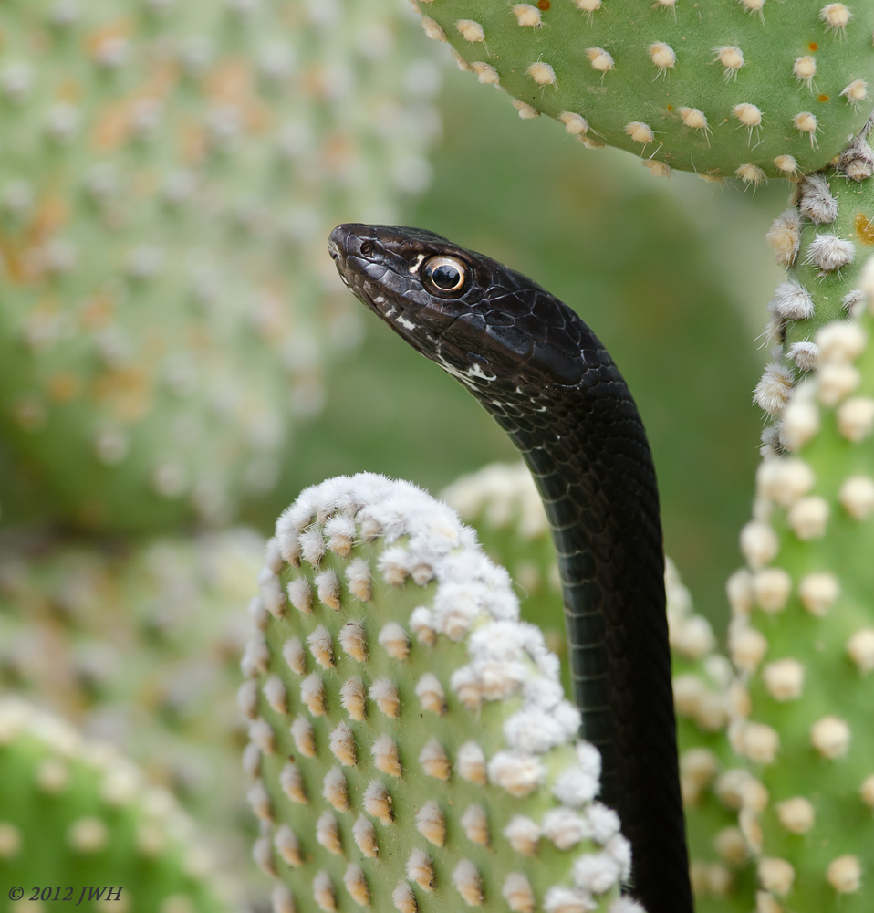 Coachwhip