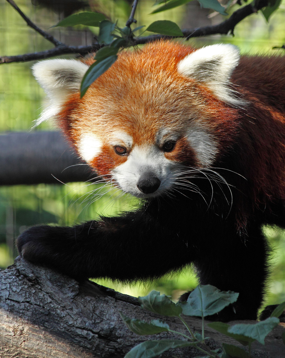 Red Panda