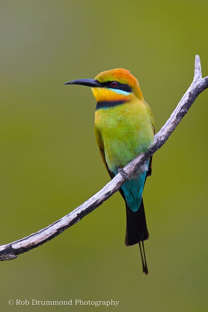 Rainbow Bee-eater