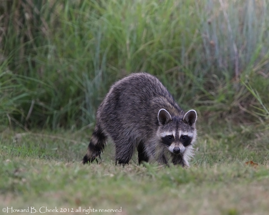 Twilight Visitor