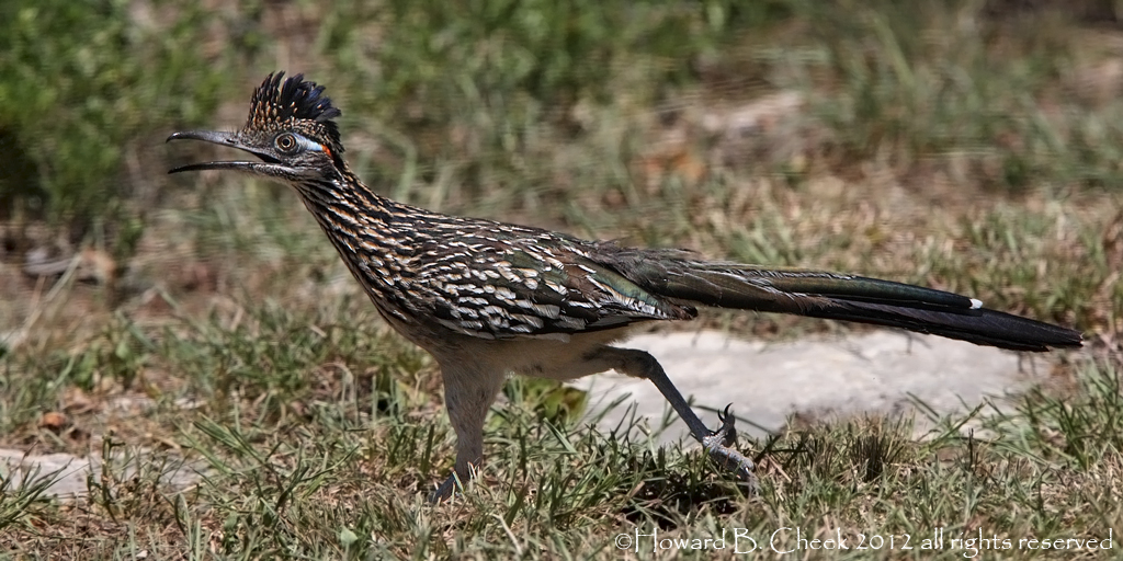 Roadrunner Runner