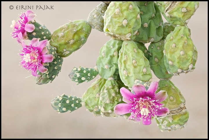 Chainfruit Cholla
