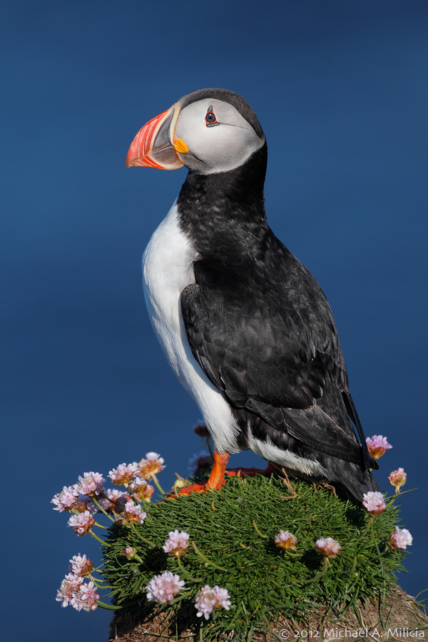 Atlantic Puffin