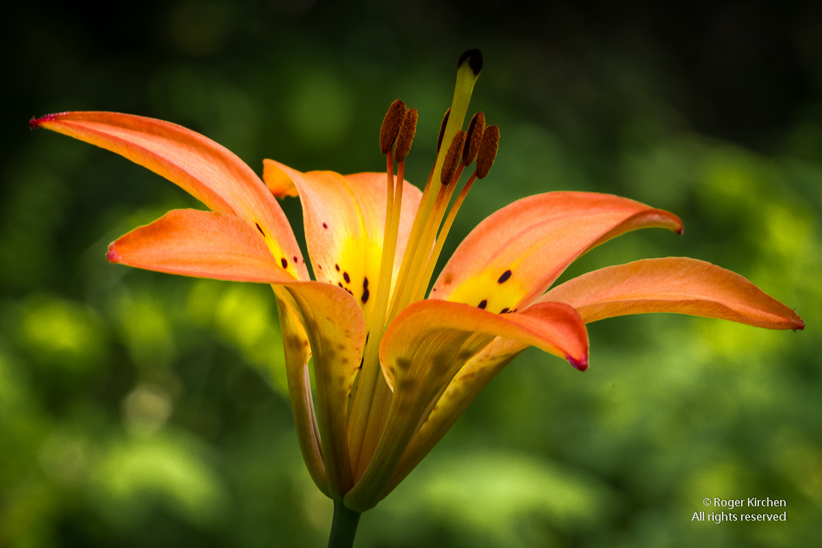 Western Wood Lily (+ Repost)