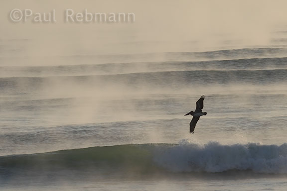 Pelican in Sea Smoke