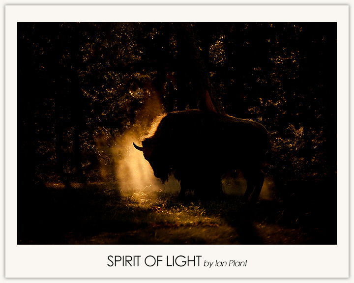 Spirit of Light