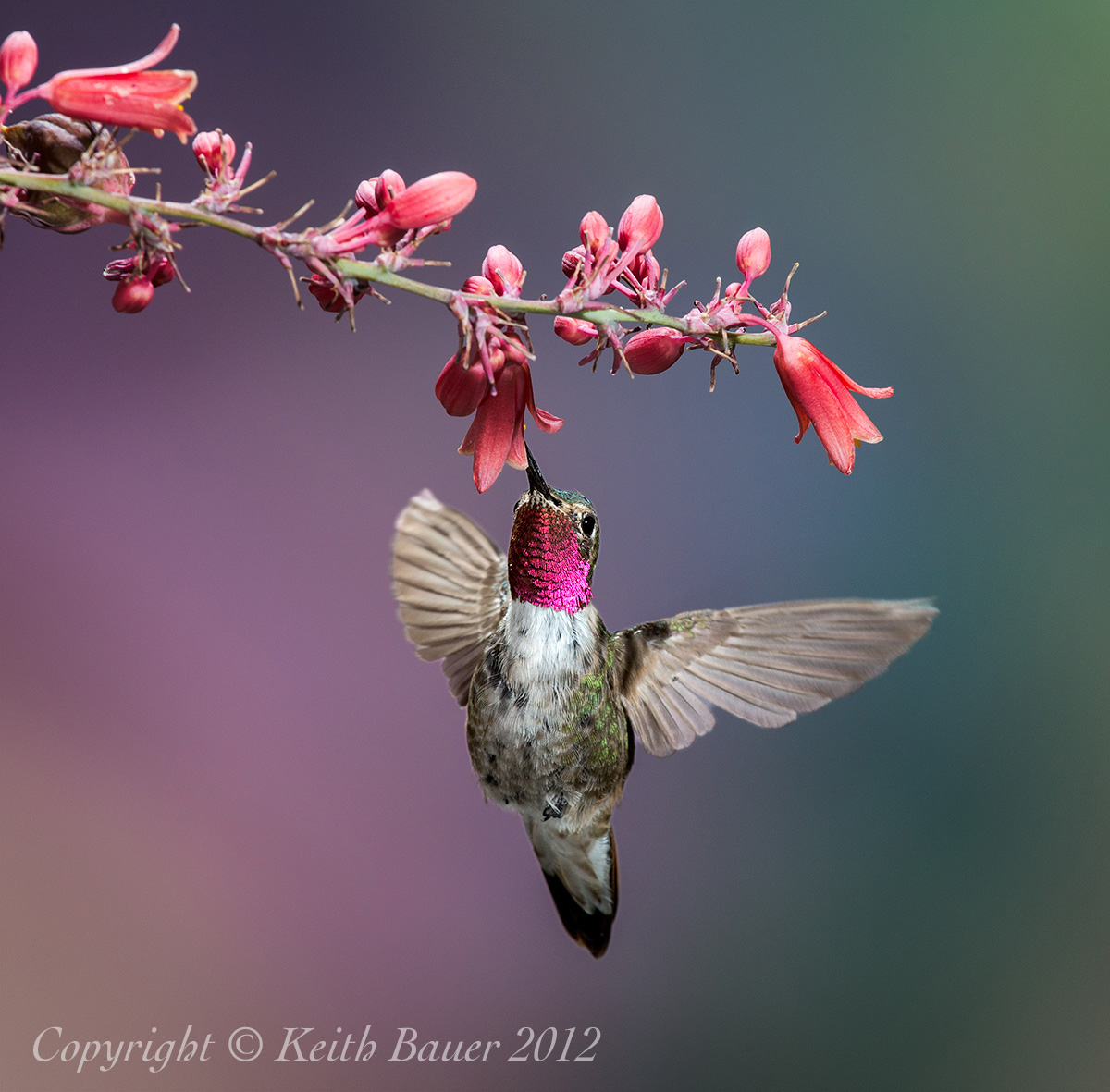 Broad Tailed Hummer