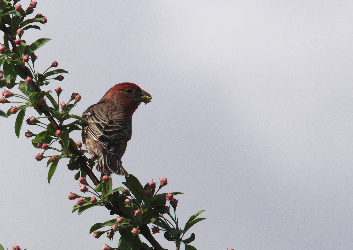 House finch