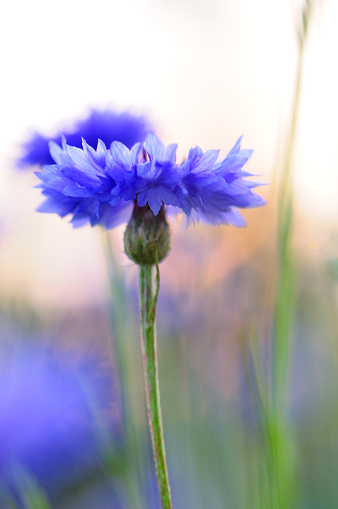 Cornflower