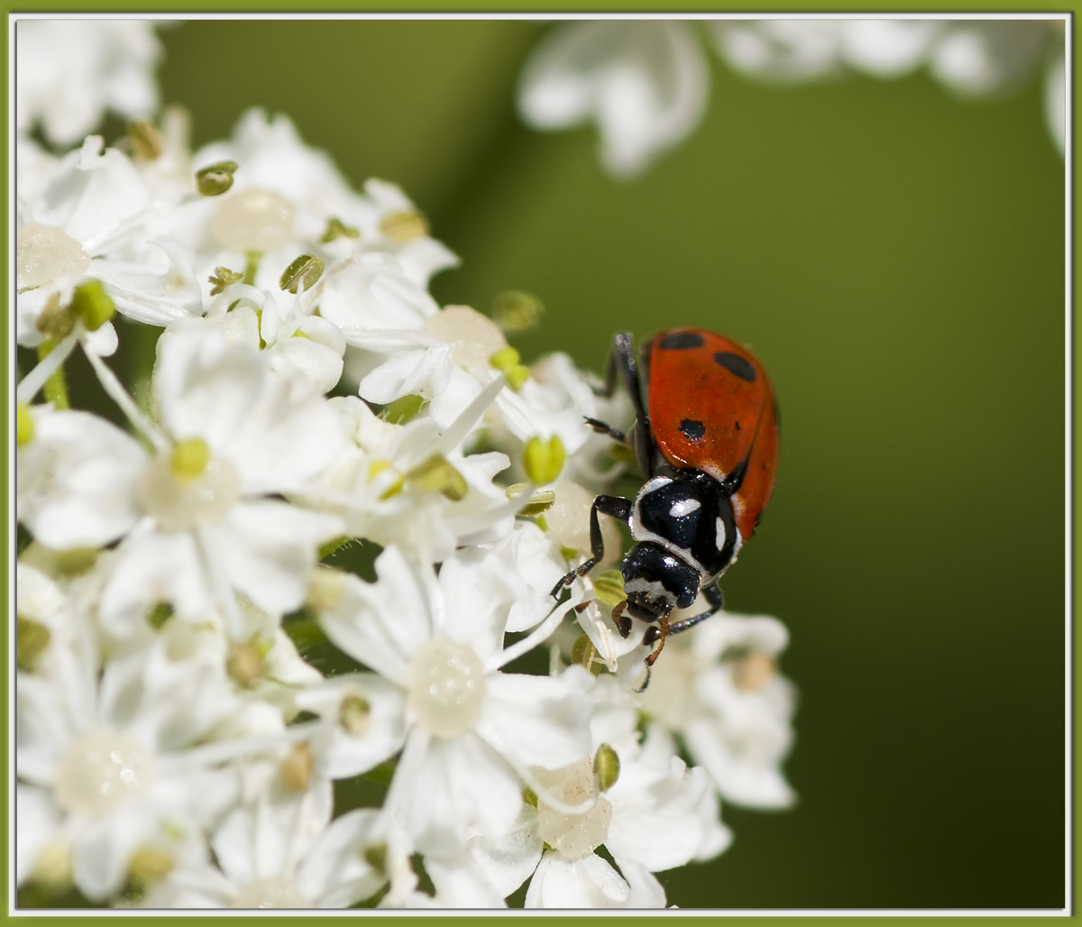 Ladybug