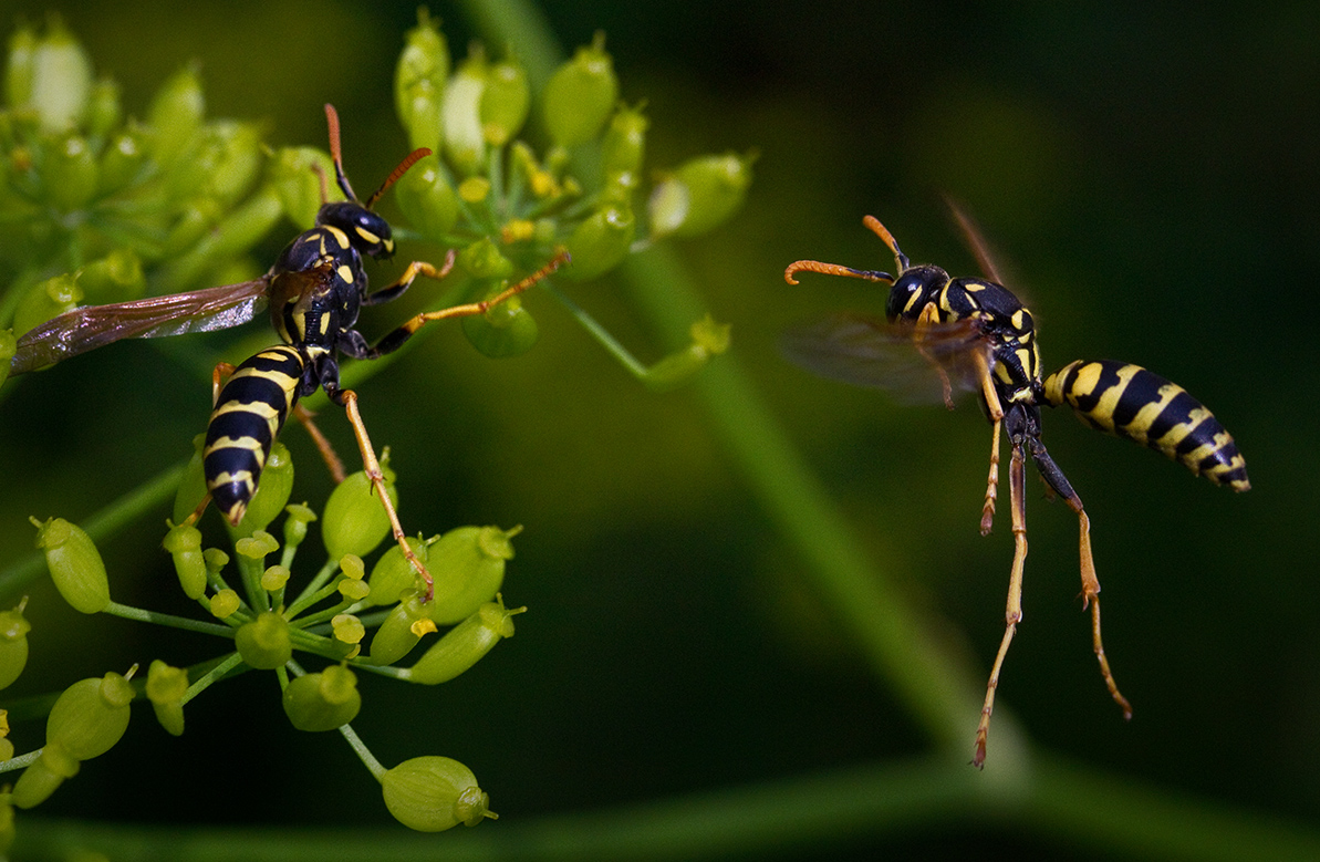 Yellowjacket  Encounter