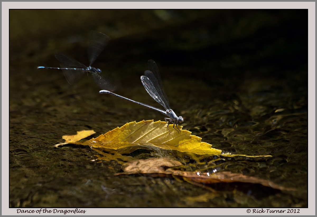 Dance of the Damselflies