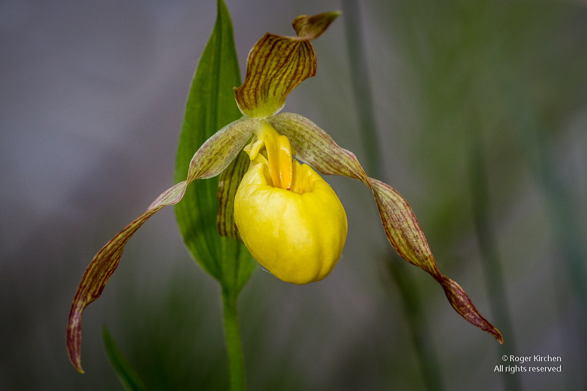 Yellow Lady's Slipper (+ 2 Reposts)