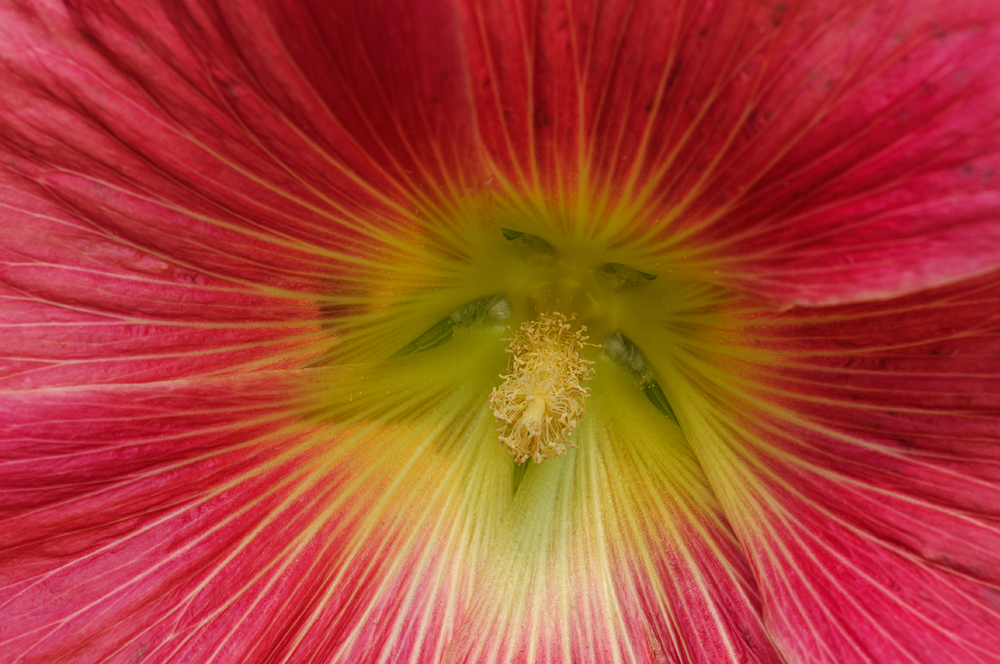 Hollyhock series #2