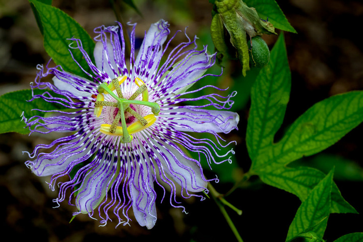 Purple Passionflower