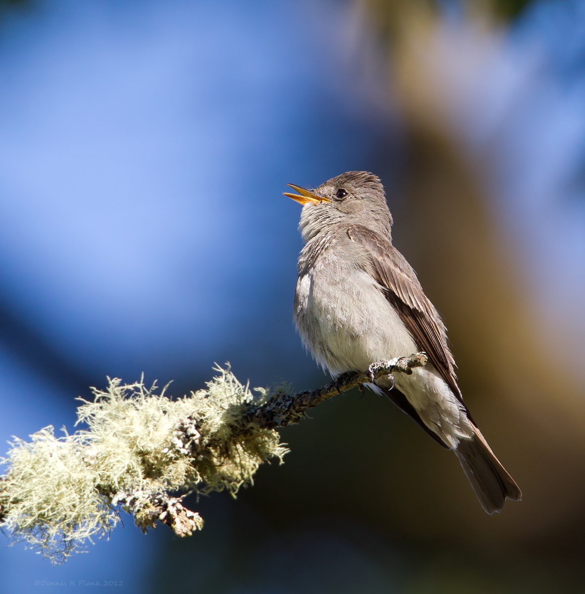 Western Wood-Pewee