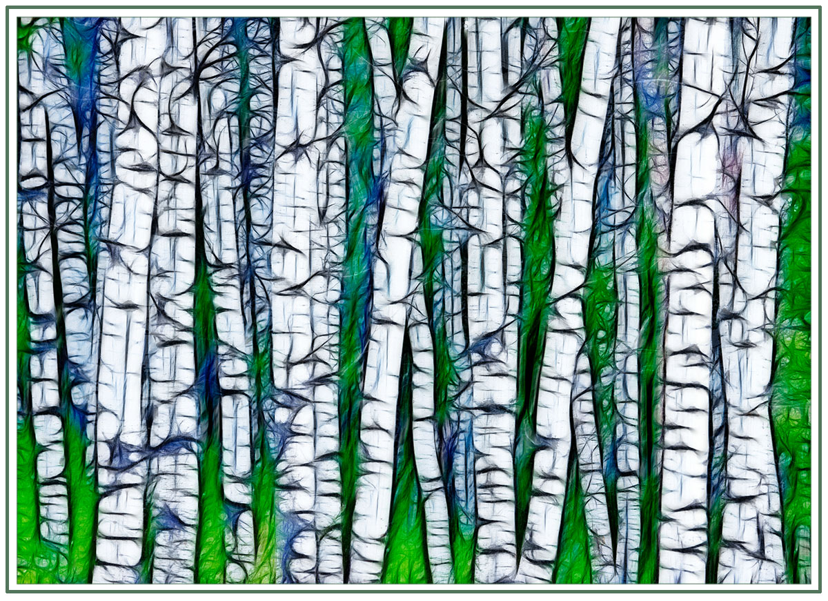 Aspen Stand Fractals