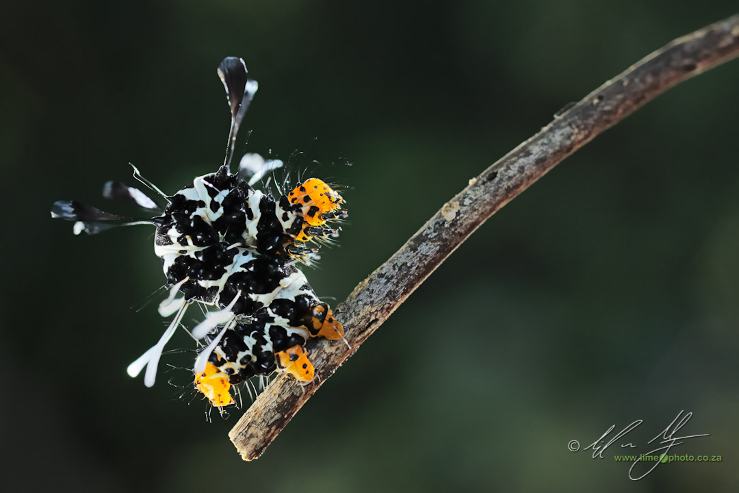Dice Moth Larvae