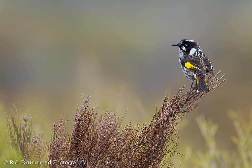New Holland Honeyeater