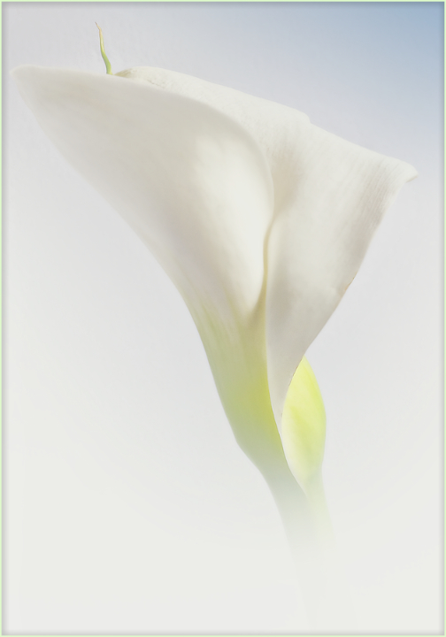 Calla