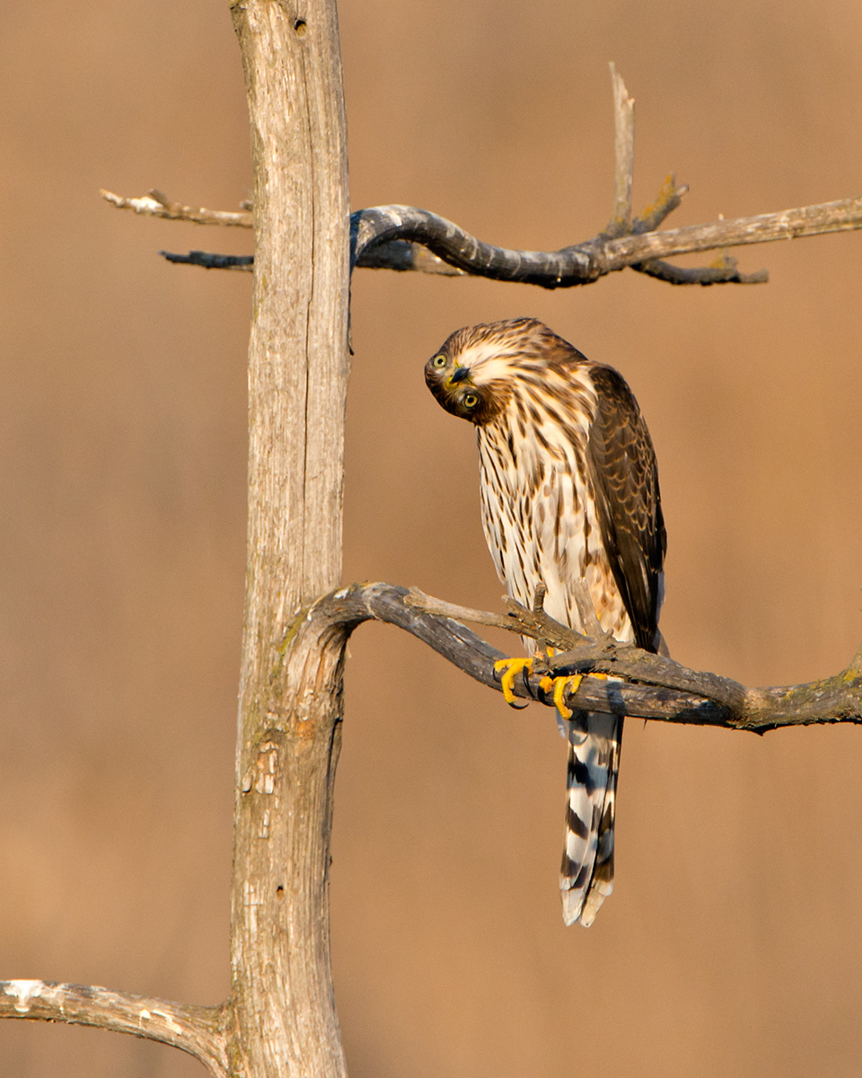 Cooper's Hawk