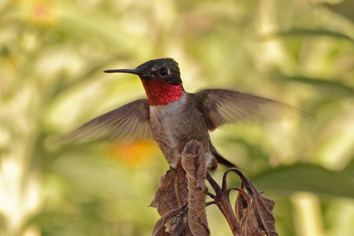 Ruby Throat HB