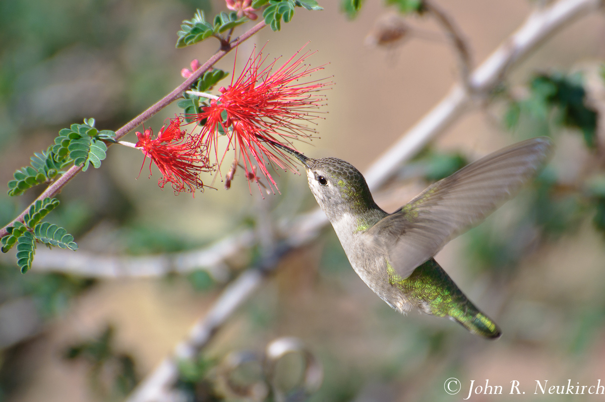 Another hummingbird