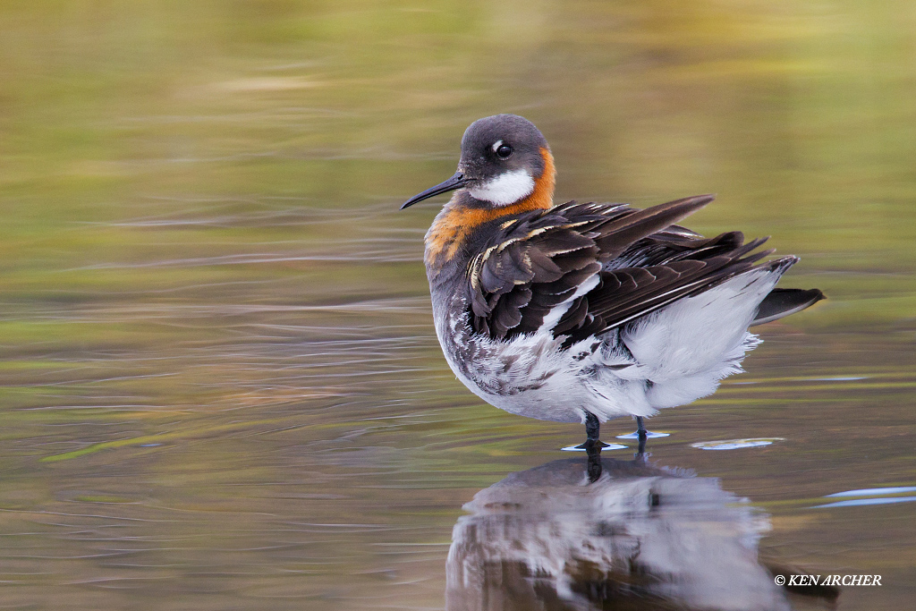Red-necked Phalarope