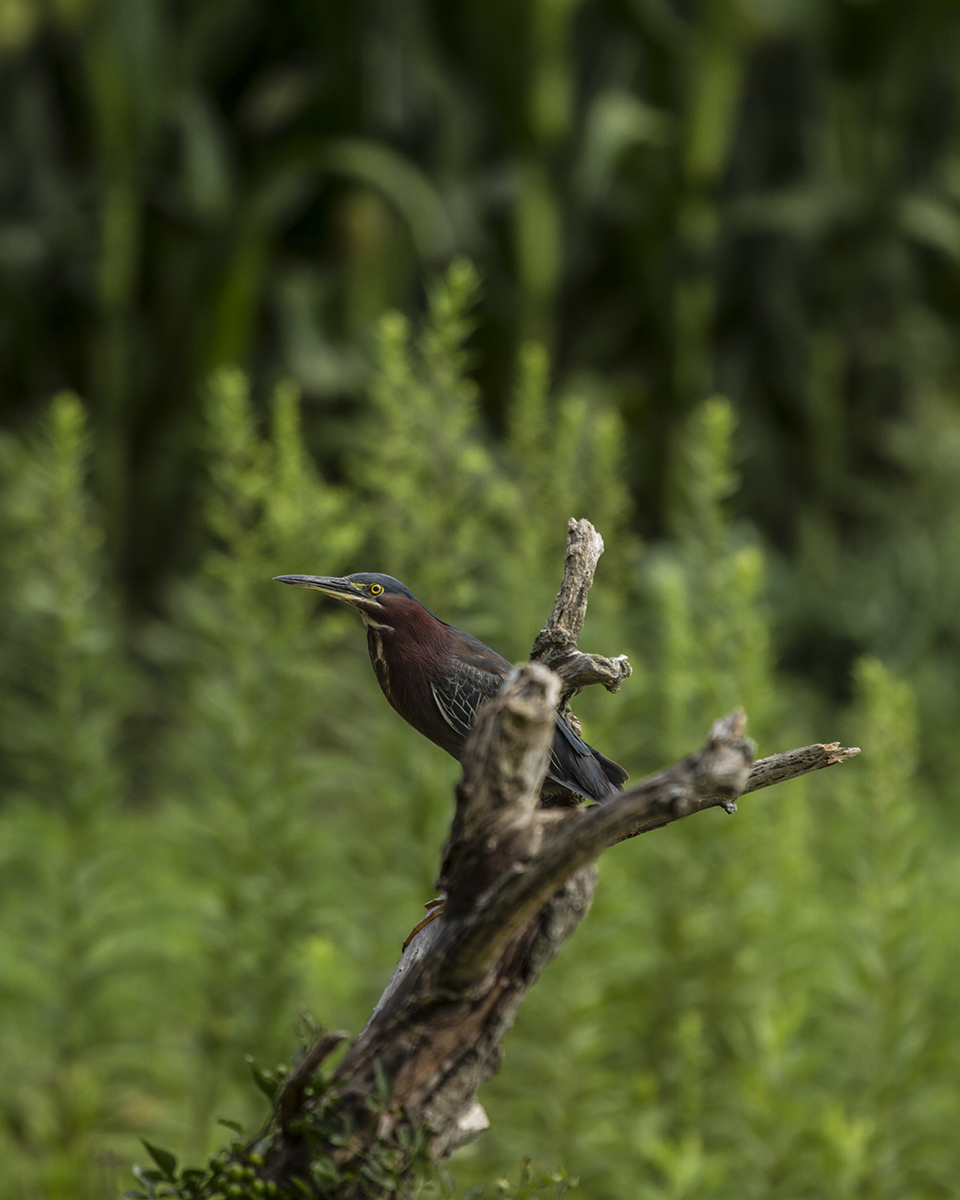 Green Heron