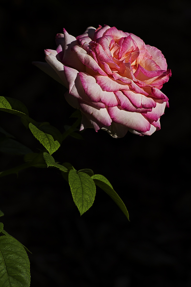Rose with repost
