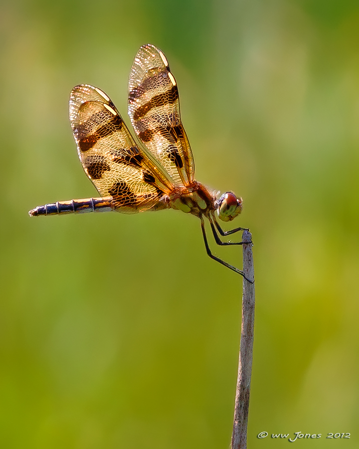 Halloween Pennant