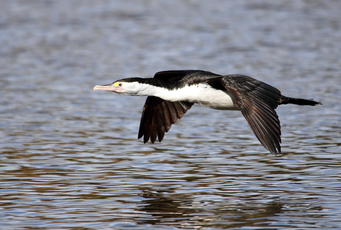 Pied Shag in Flight