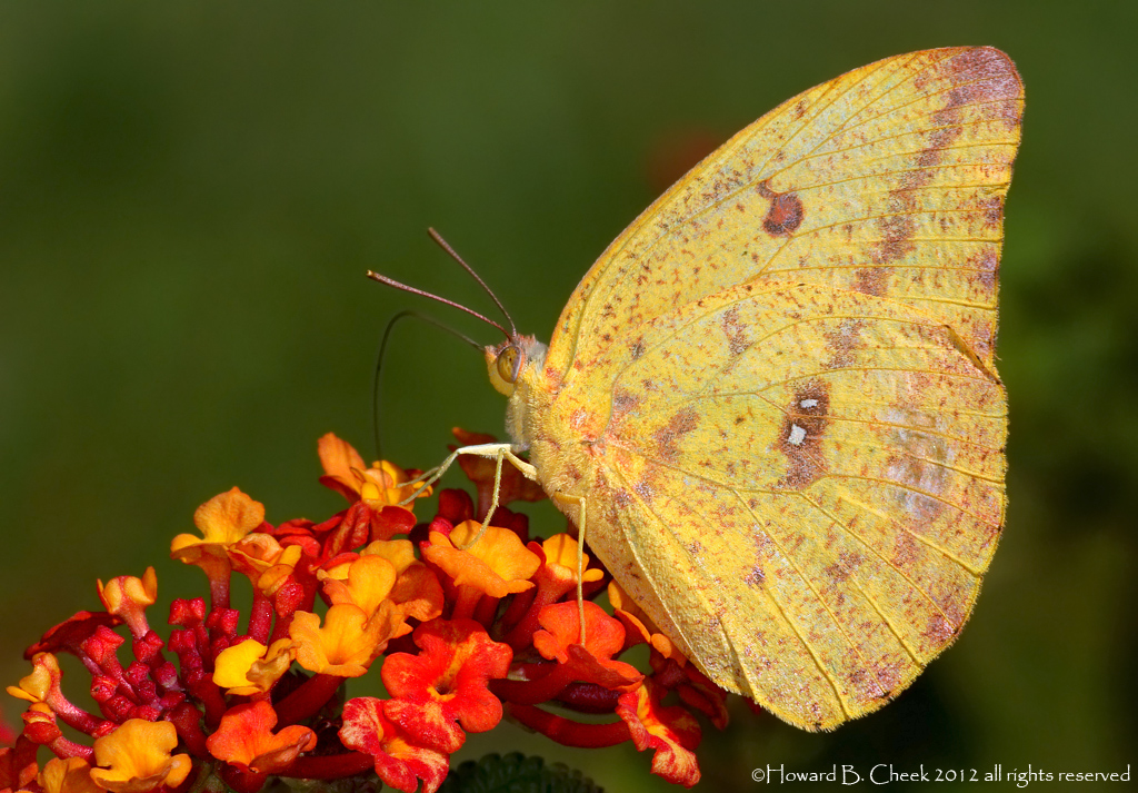 Large Orange Sulphur