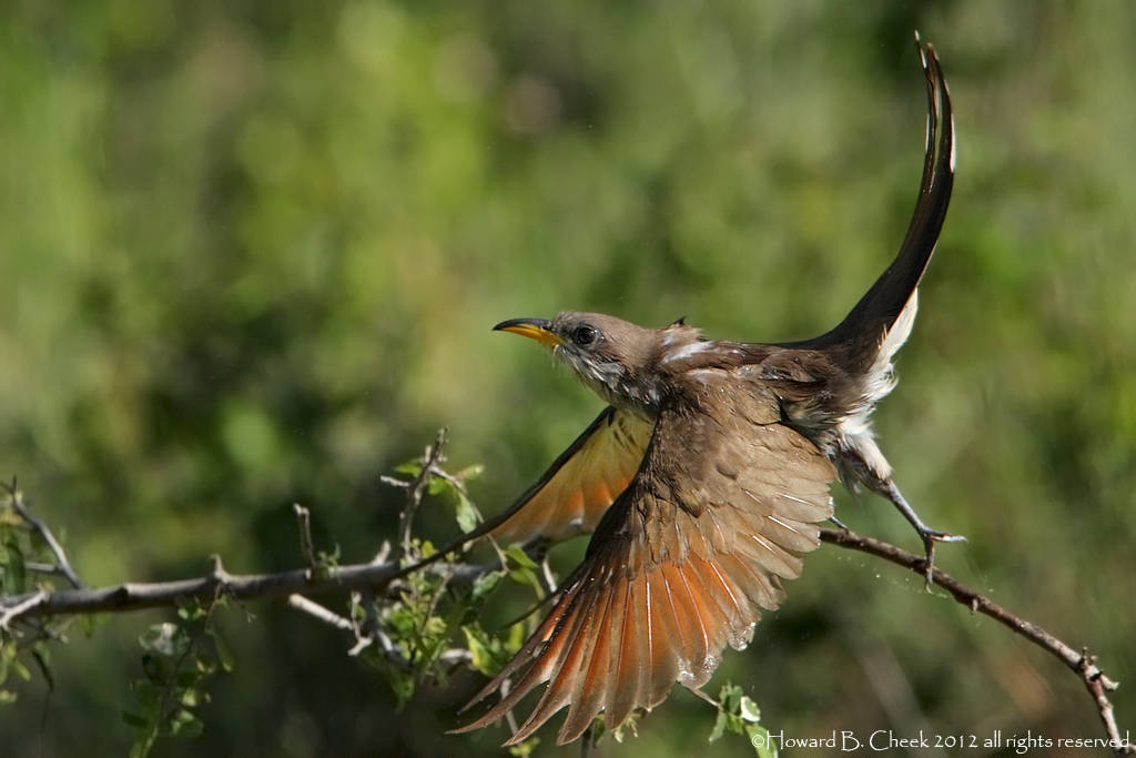 Cuckoo Bird