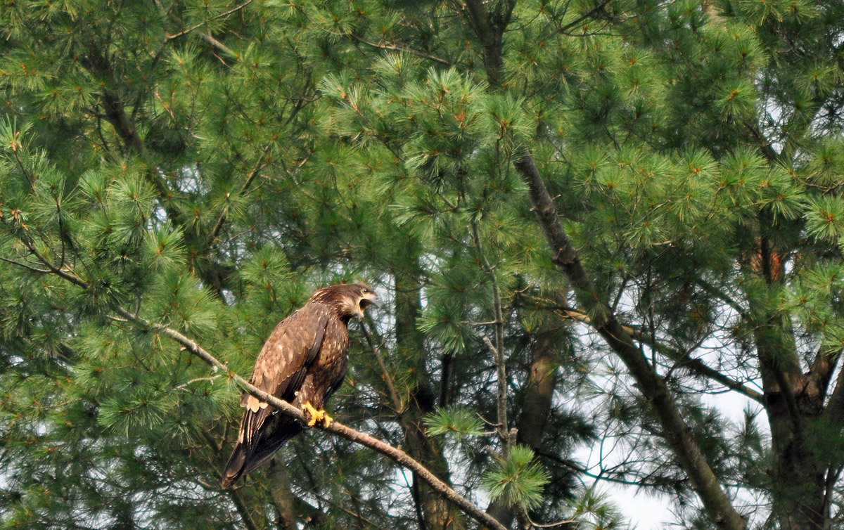 Screaming Eaglet