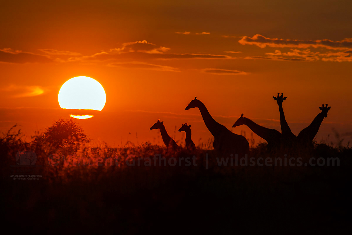 A Tower of Giraffes