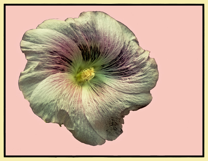 Garden Hollyhock