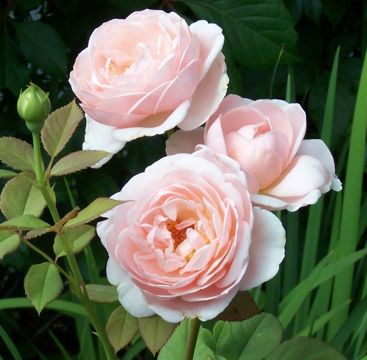 pink trio