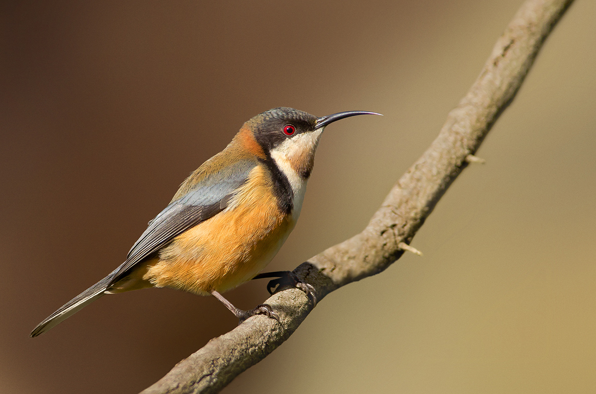 Eastern Spinebill