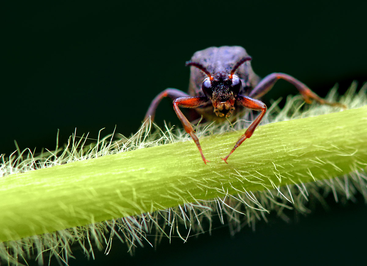 Wedge-shaped beetle