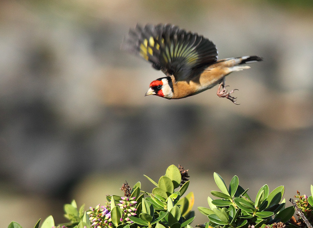 Goldfinch in flight