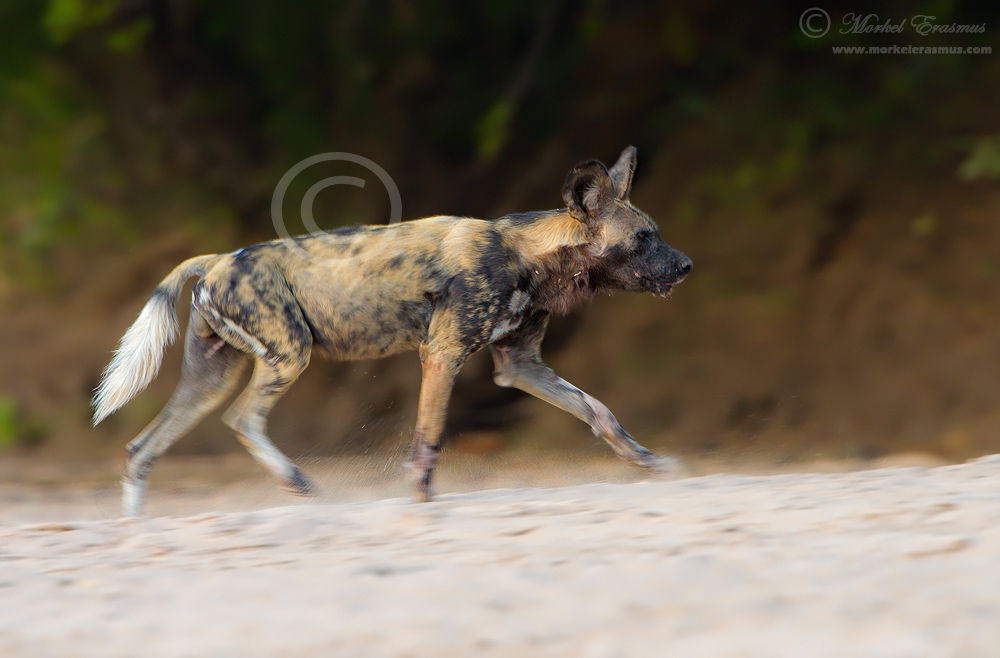 A Running Dog