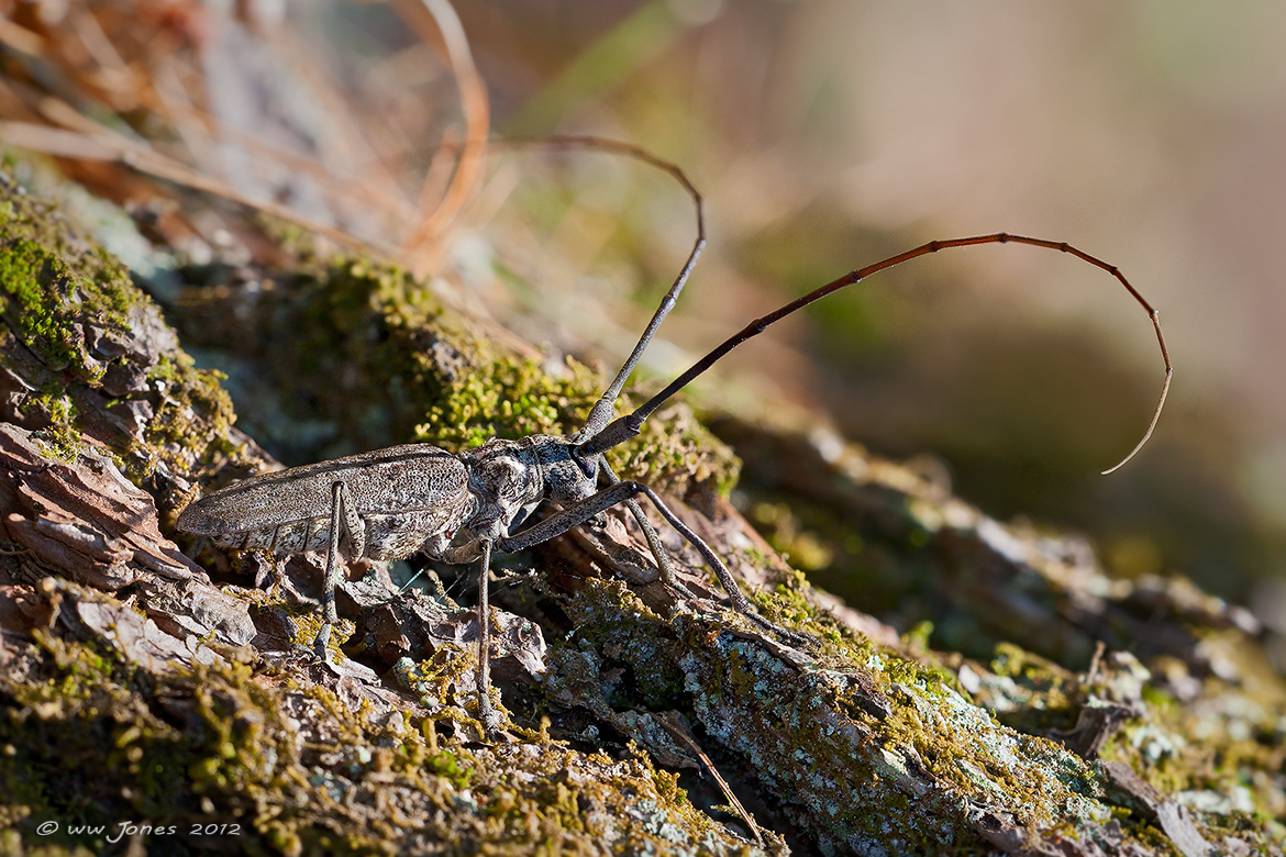 Northeastern Pine Sawyer