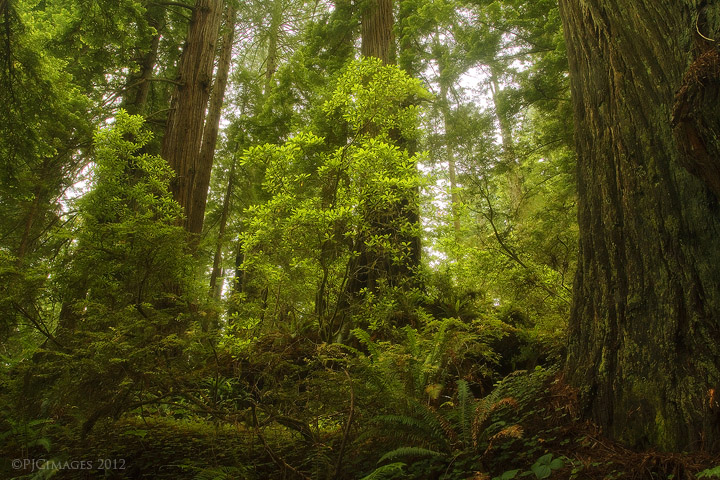 Land of the ewok 