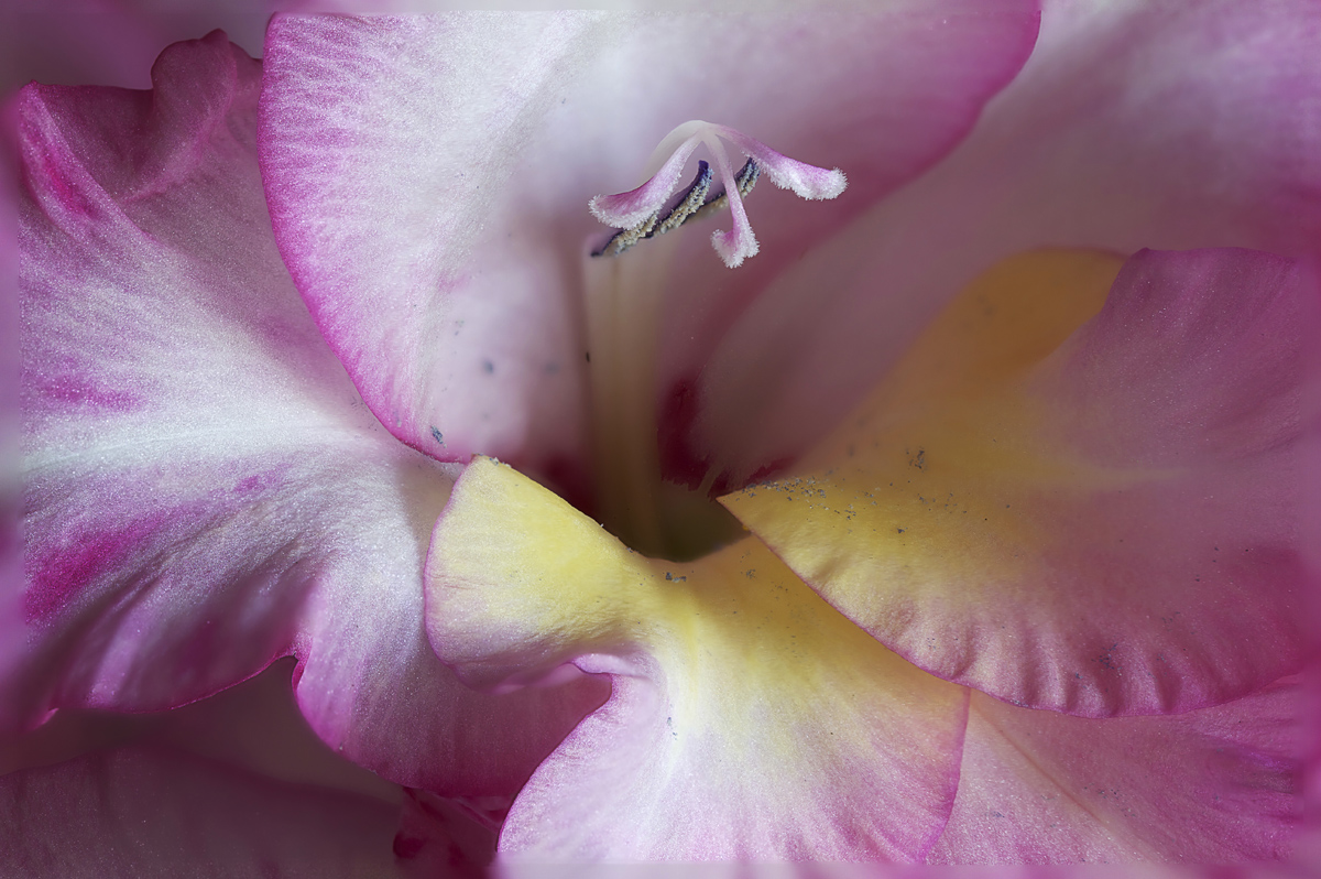 Gladiola  and repost