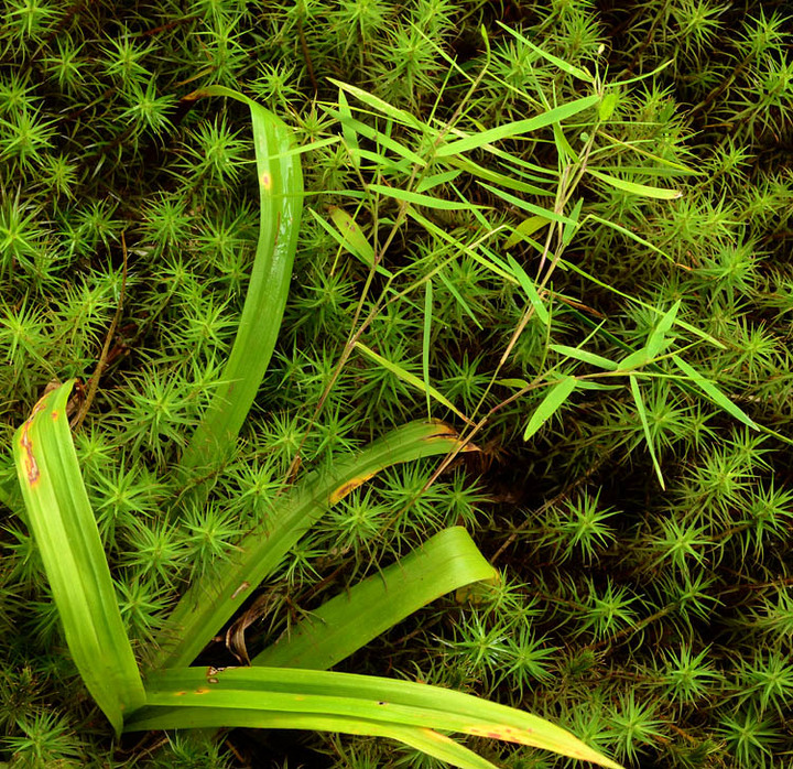 Green Impressions