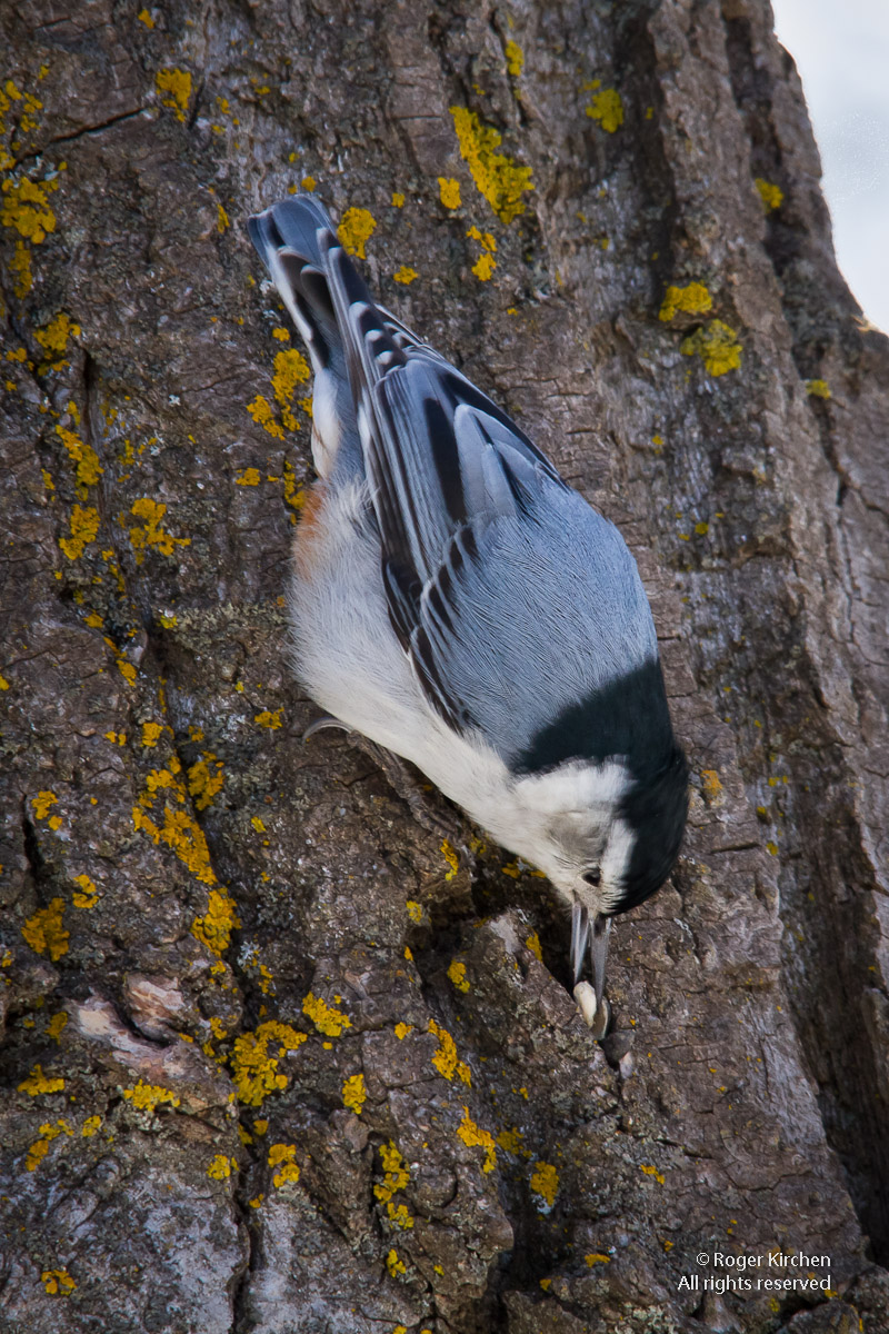Hatching the Nut (+ Repost)