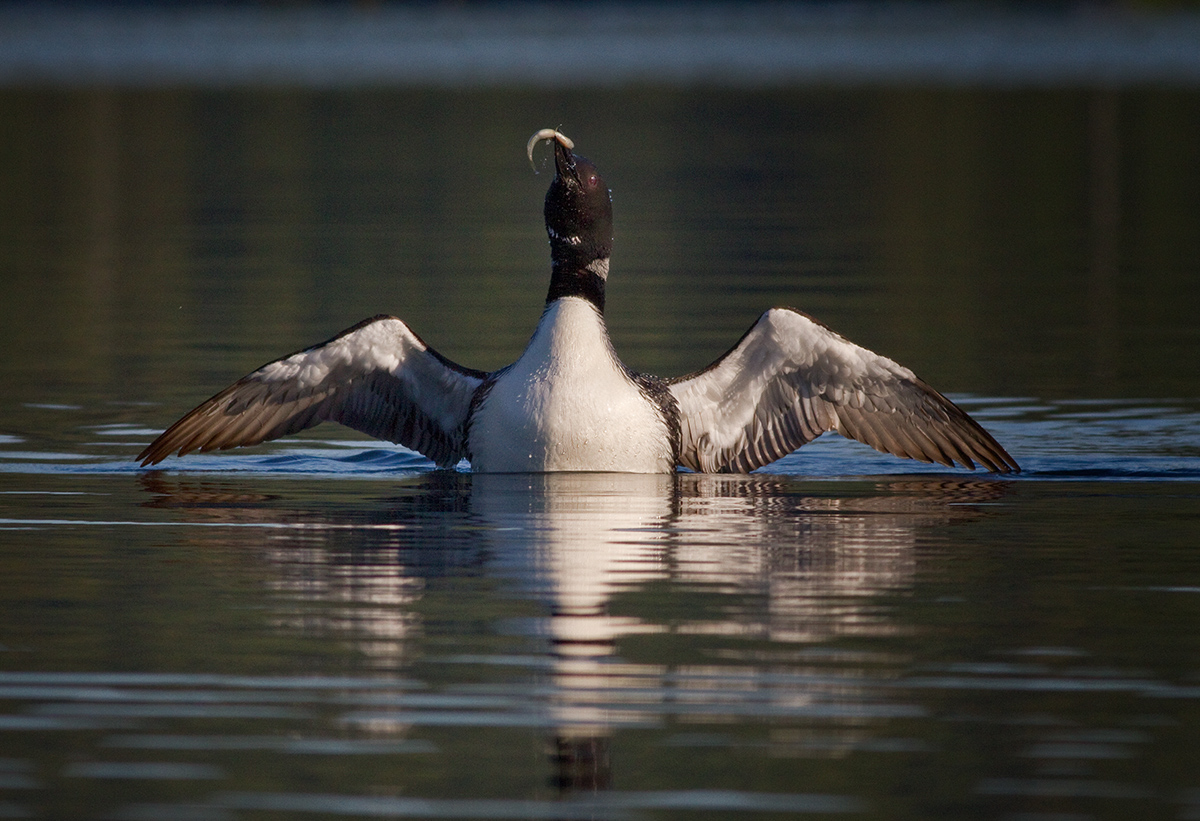 Loon Celebration