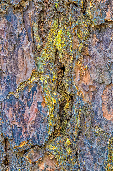 WPWC # 547 - Tree bark