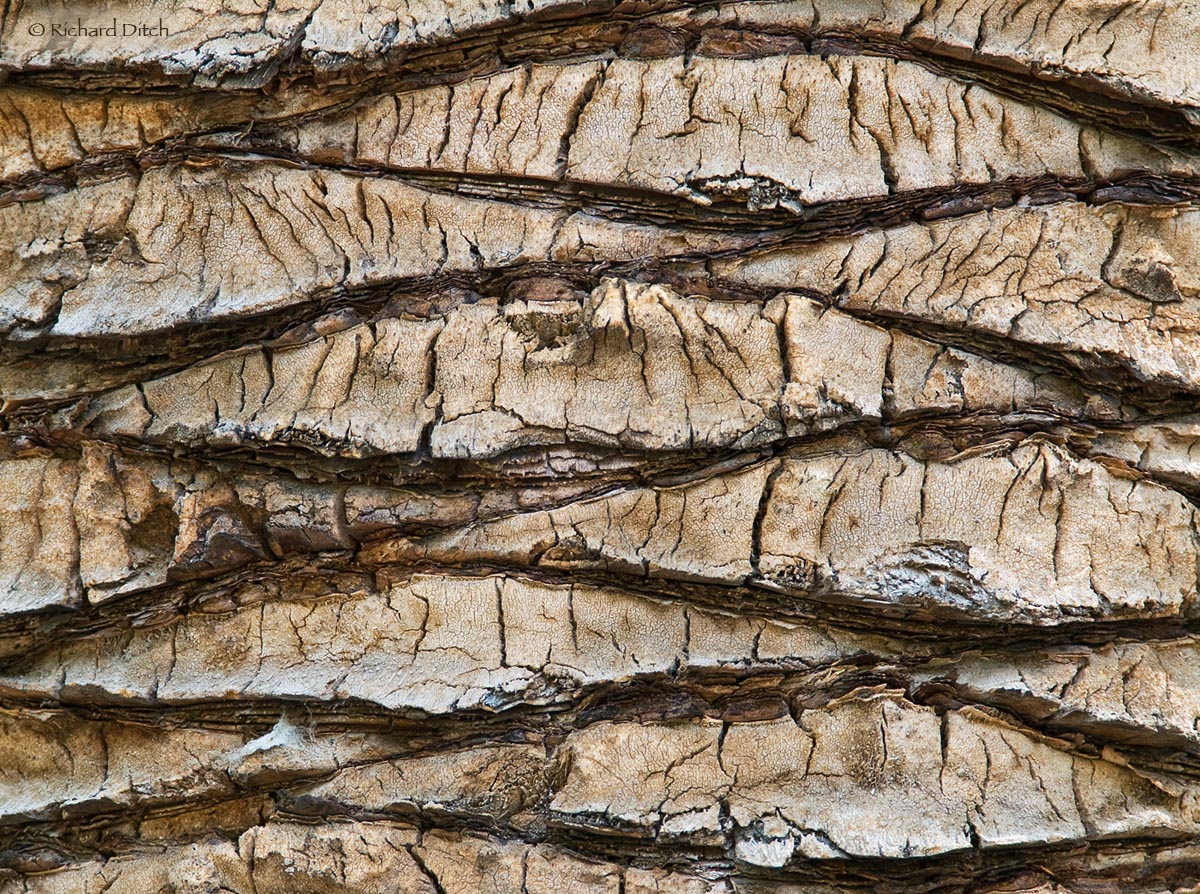 WC547 - Palm Tree Bark